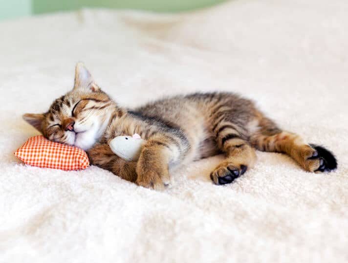 Gatto dorme divano rivestimenti adatti ad animali- salvaspazio