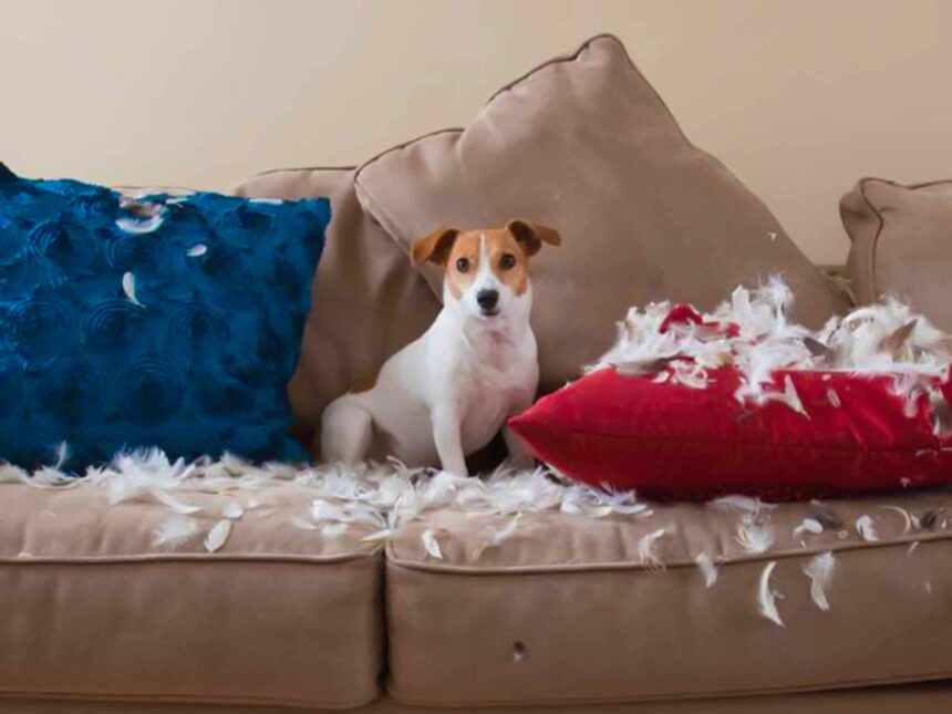 cane divani per padroni animali domestici rivestimenti a prova di animali