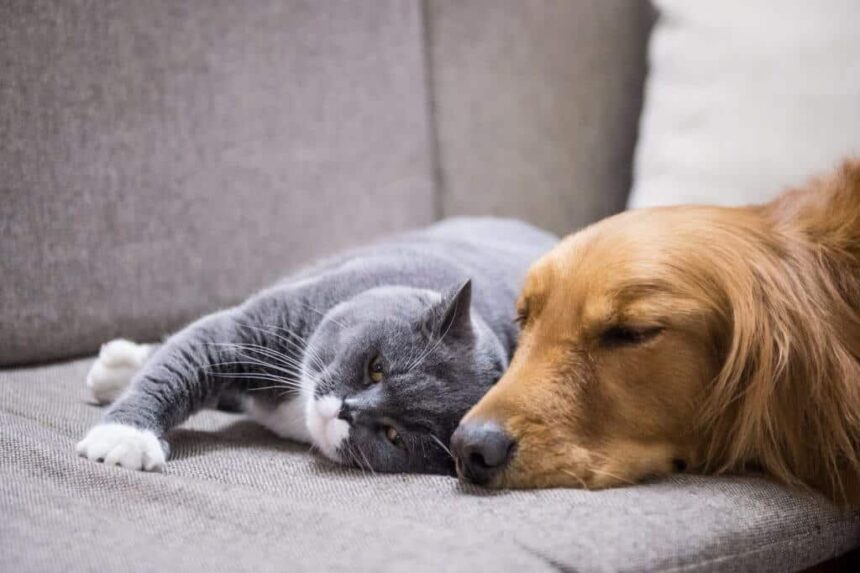 cane gatto su divano rivestimenti per animali tessuti per cani e gatt- salvaspazioi