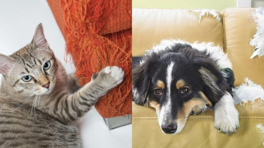 gatto e cane divano rovinato